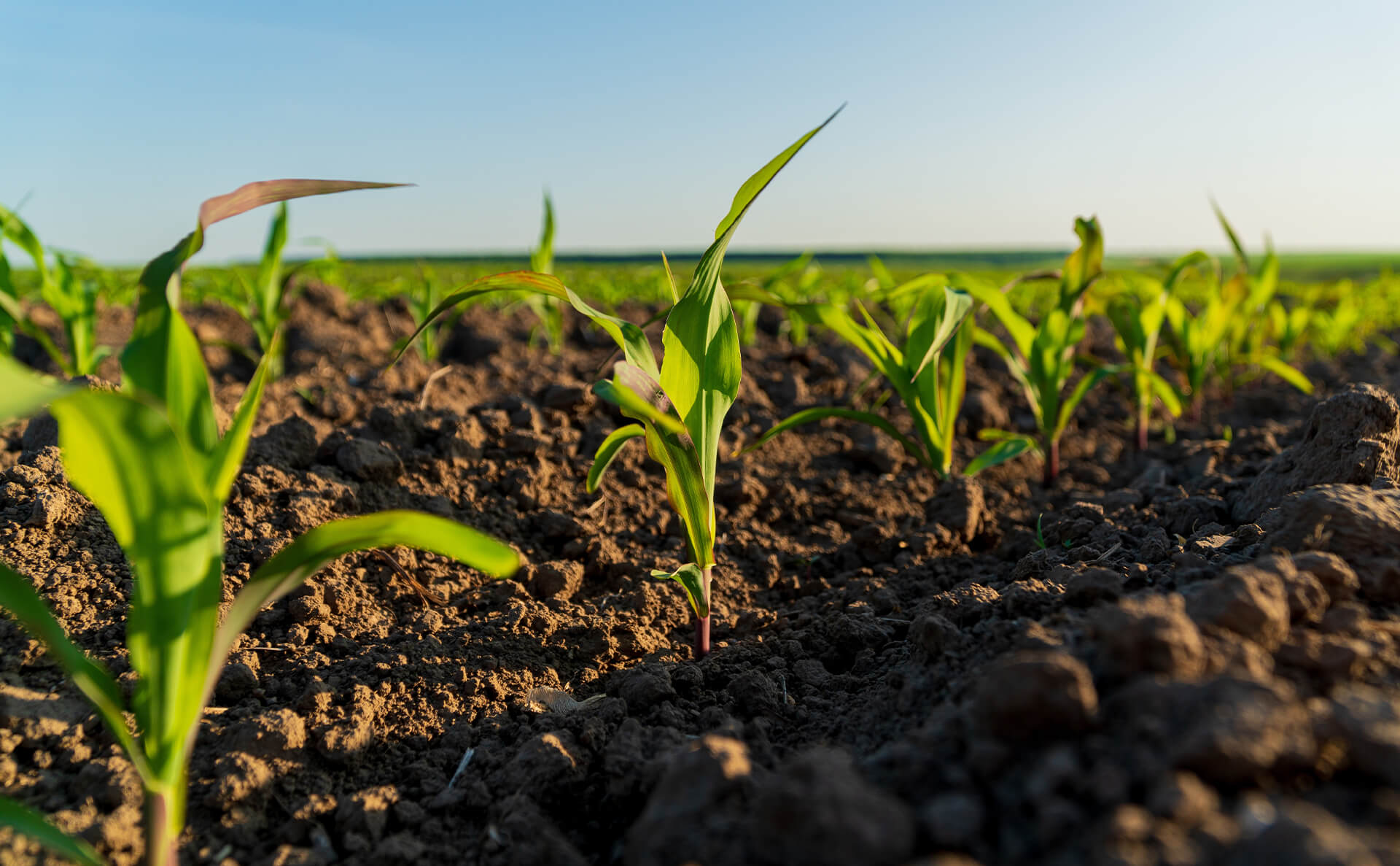 Agricultura